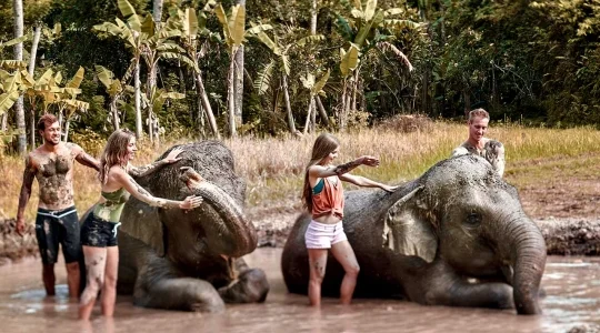 エレファントマッドファン